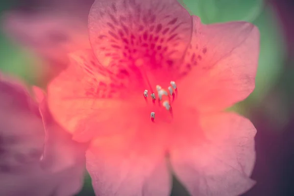 Fleurs Dans Nature Pendant Journée — Photo