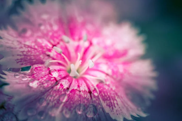 Fleurs Dans Nature Pendant Journée — Photo