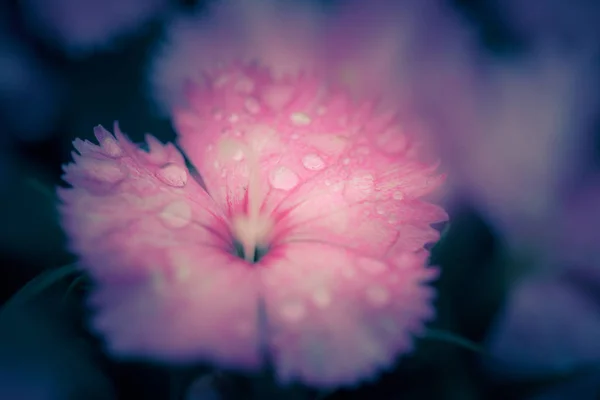 Fleurs Dans Nature Pendant Journée — Photo