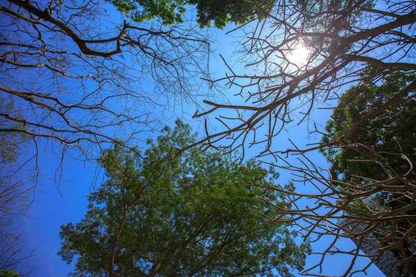 Arbre Feuilles Vertes Pendant Journée — Photo