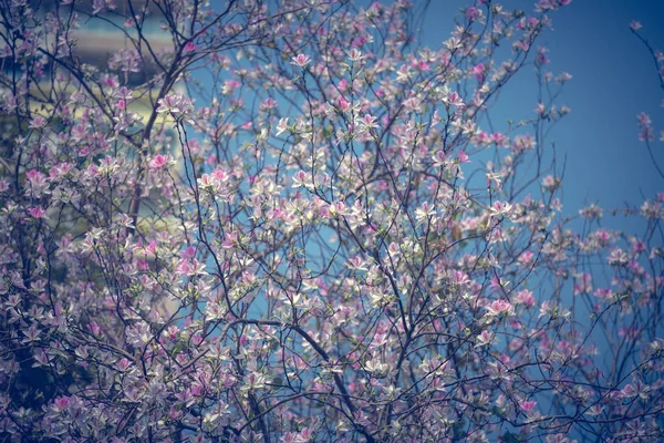 Kwitnąca Drzewo Ciągu Dnia Przeciw Błękitne Niebo — Zdjęcie stockowe