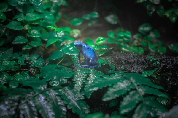 Sarı Şeritli Zehirli Kurbağası — Stok fotoğraf