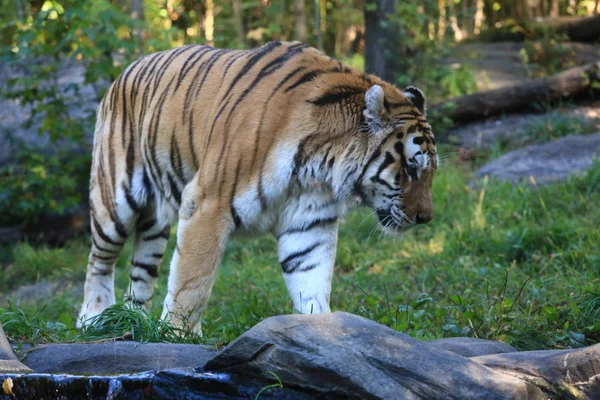 Τίγρη Στέκεται Πάνω Από Πράσινο Γρασίδι — Φωτογραφία Αρχείου