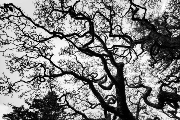 Arbres Pendant Journée Image Noir Blanc — Photo