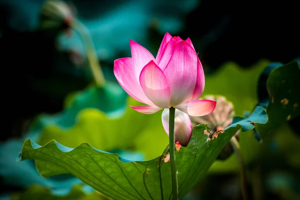 ピンクの水ユリの花 — ストック写真