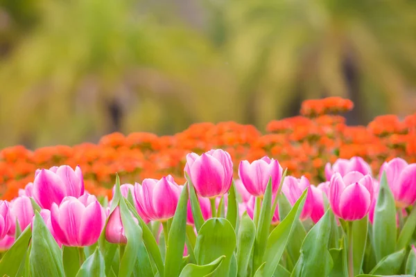 Belas Flores Tulipa Fundo Borrado — Fotografia de Stock