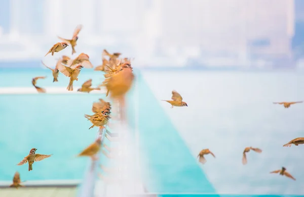 Vögel Der Natur Tagsüber — Stockfoto