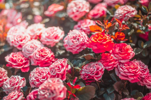 Gündüz sırasında doğada çiçek