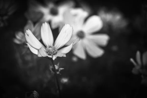Fleurs Dans Nature Pendant Journée Image Noir Blanc — Photo