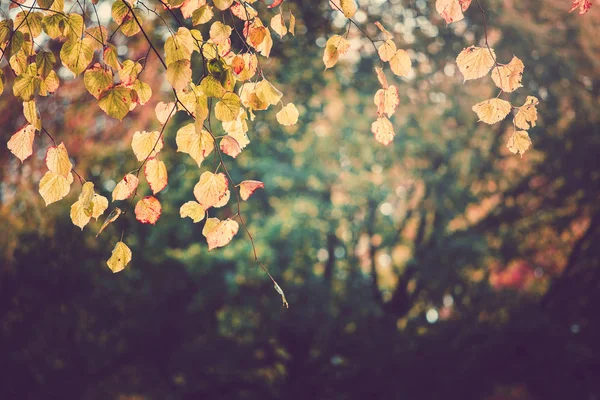 Puisto Syksyllä Päivällä — kuvapankkivalokuva