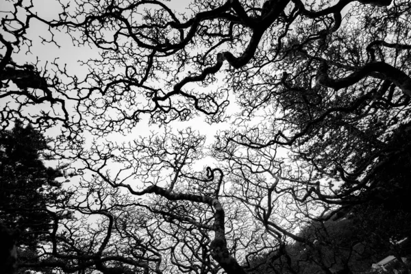 Arbres Pendant Journée Image Noir Blanc — Photo