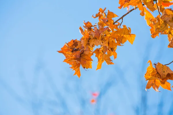 Árvore Florescente Durante Dia Contra Céu Azul — Fotografia de Stock