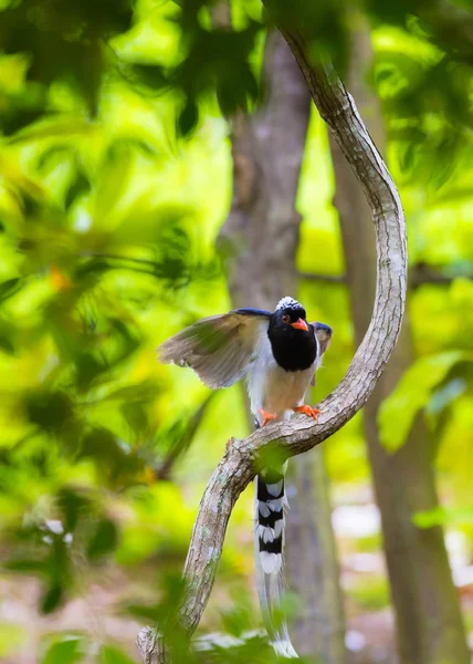 Pássaro Natureza Durante Dia — Fotografia de Stock