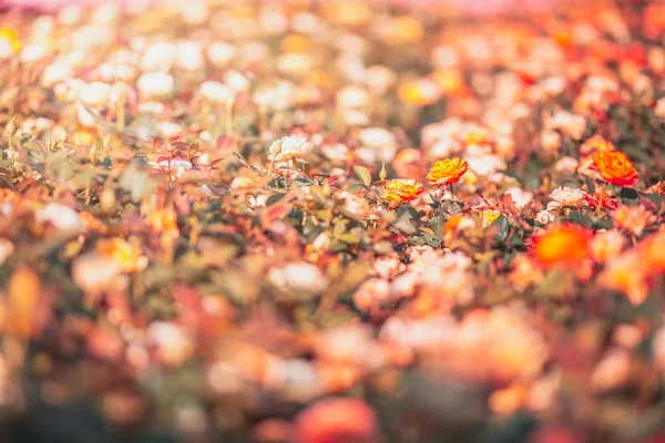 昼間は自然の中の花 — ストック写真