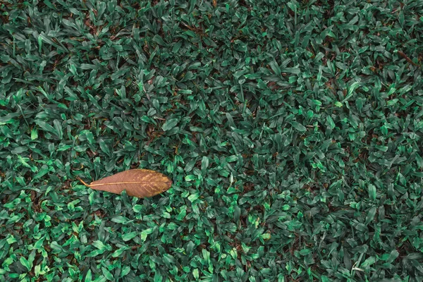 Frunzele Verzi Împotriva Cerului Albastru — Fotografie, imagine de stoc