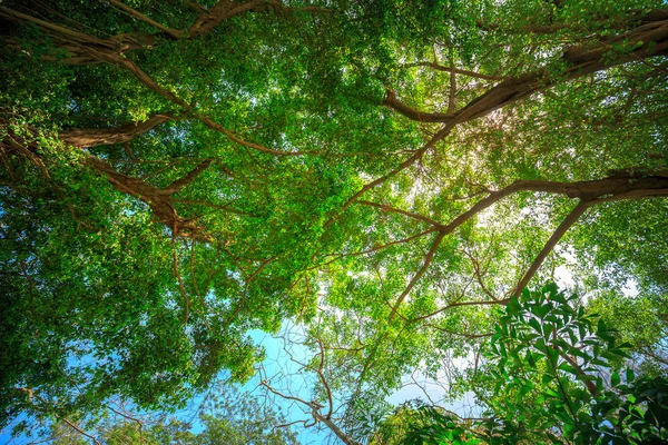 Albero Con Foglie Verdi Durante Giorno — Foto Stock