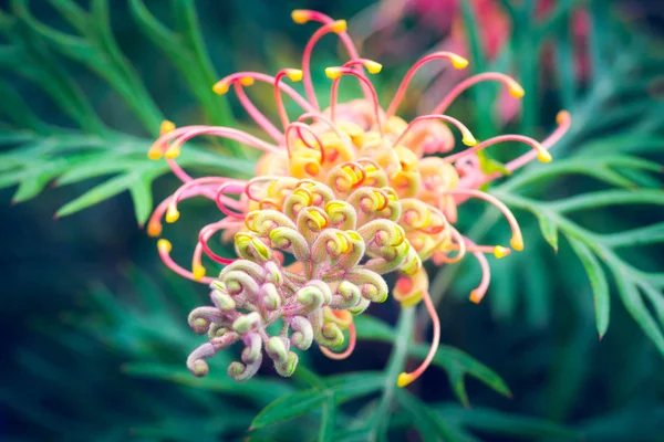 Flores Natureza Durante Dia — Fotografia de Stock