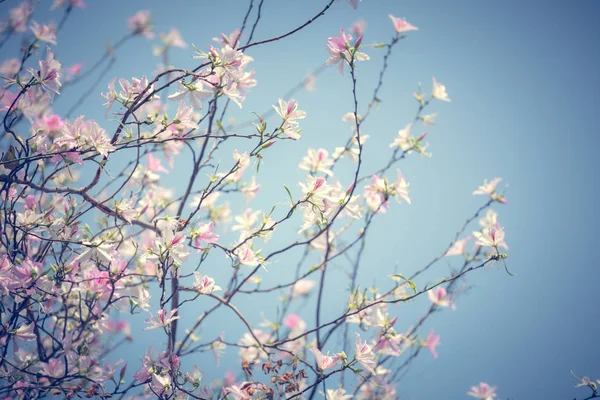 Kukkiva Puu Päivällä Vastaan Sininen Taivas — kuvapankkivalokuva