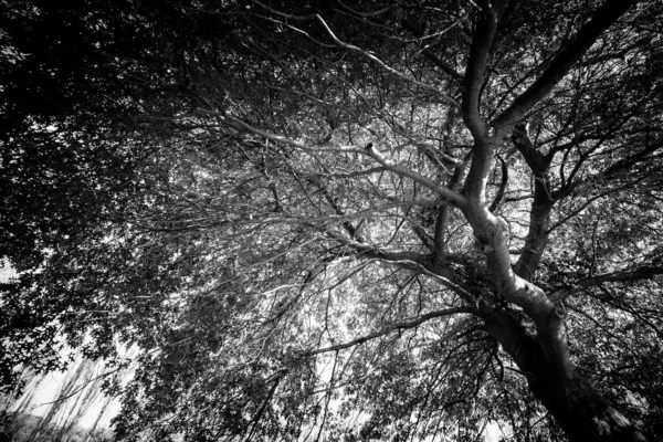 Bomen Tijdens Overdag Zwart Wit Beeld — Stockfoto