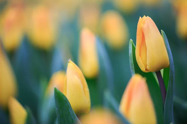 Flowers Nature Daytime — Stock Photo, Image