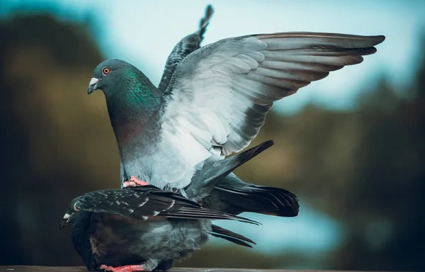 Pigeons Outdoors Daytime — Stock Photo, Image