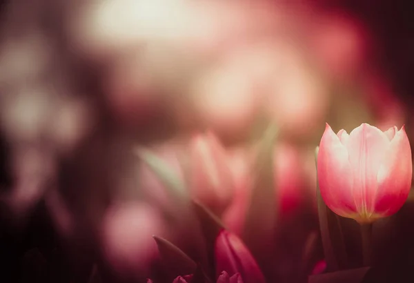 Hermosas Flores Tulipán Sobre Fondo Borroso — Foto de Stock