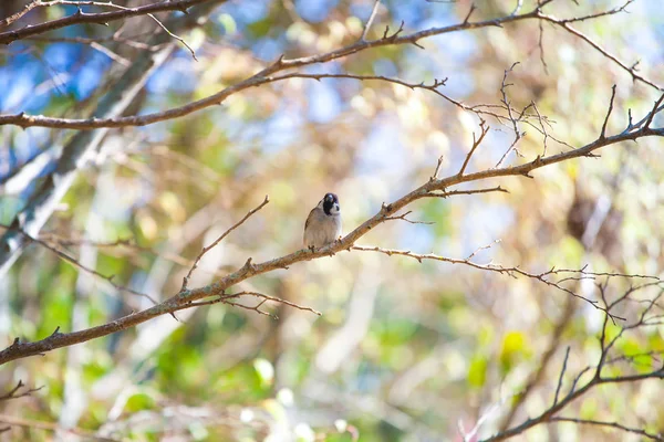 Aves Naturaleza Durante Día —  Fotos de Stock