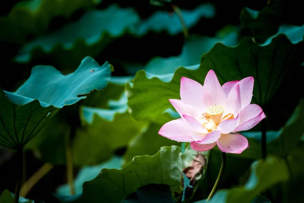 Рожева Квітка Лілії — стокове фото