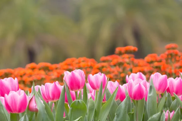 Beautiful Tulip Flowers Blurred Background — Stock Photo, Image