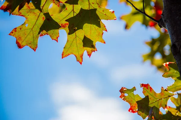 Albero Fiore Durante Giorno Contro Cielo Blu — Foto Stock