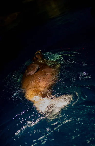 Zwemmen Bij Zwembad Verzegelen — Stockfoto