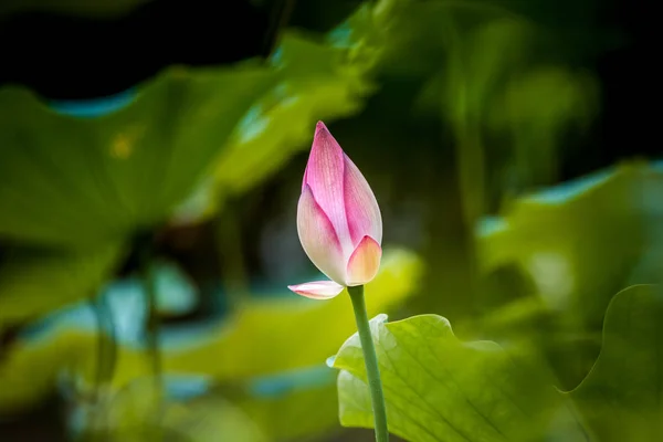 Rózsaszín Tavirózsa Virág — Stock Fotó