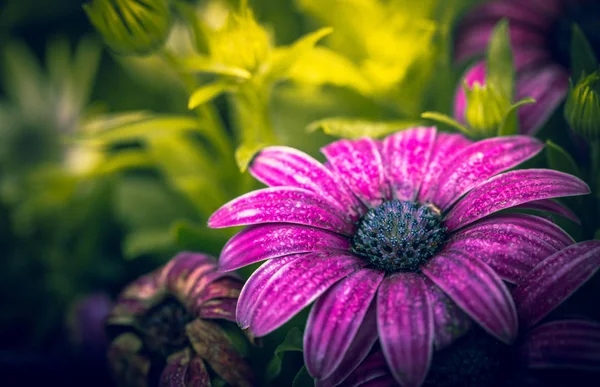 Fleurs Dans Nature Pendant Journée — Photo