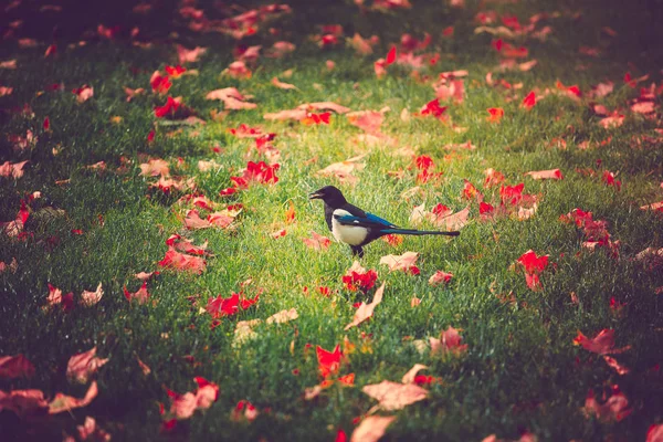 Park Podzimním Čase Během Dne — Stock fotografie