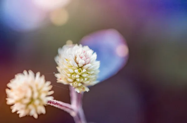 Квіти Природі Вдень — стокове фото