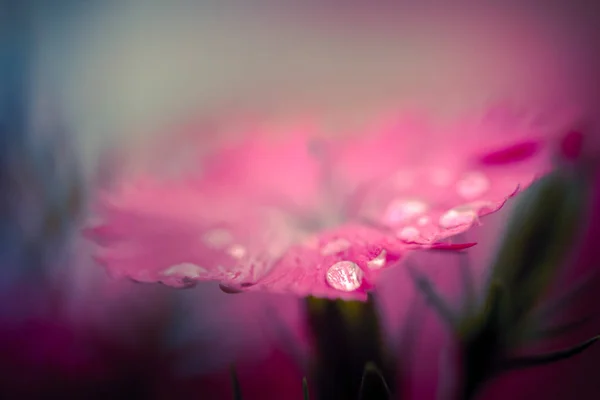 Fleurs Dans Nature Pendant Journée — Photo