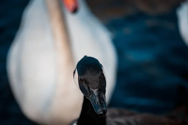 Les Cygnes Affluent Sur Lac Pendant Journée — Photo