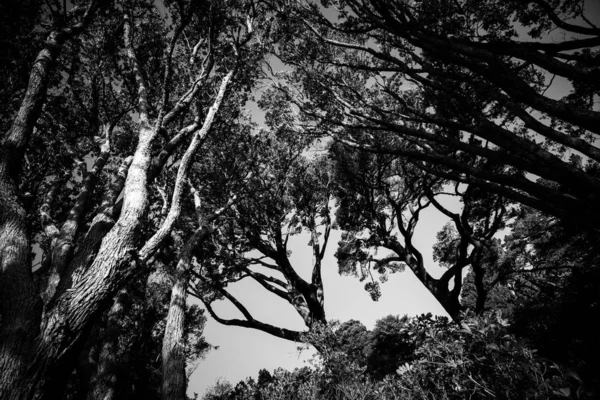 Árvores Durante Dia Imagem Preto Branco — Fotografia de Stock