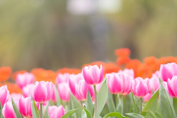 Smukke Tulipan Blomster Sløret Baggrund - Stock-foto