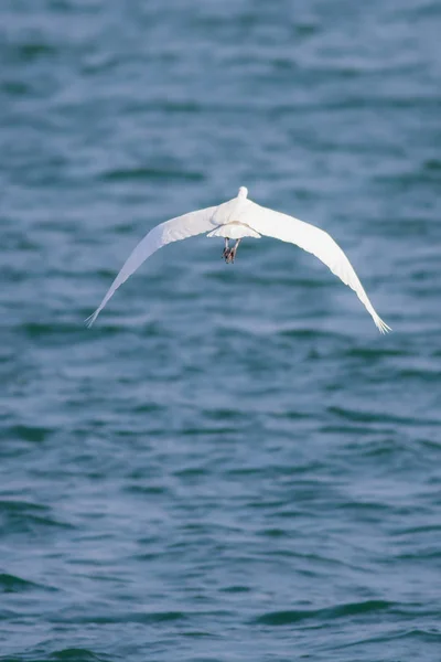 Oiseaux Dans Nature Pendant Journée — Photo