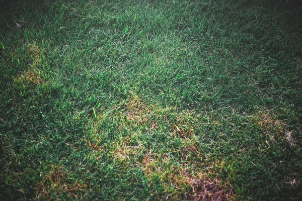 Hojas Verdes Contra Cielo Azul — Foto de Stock