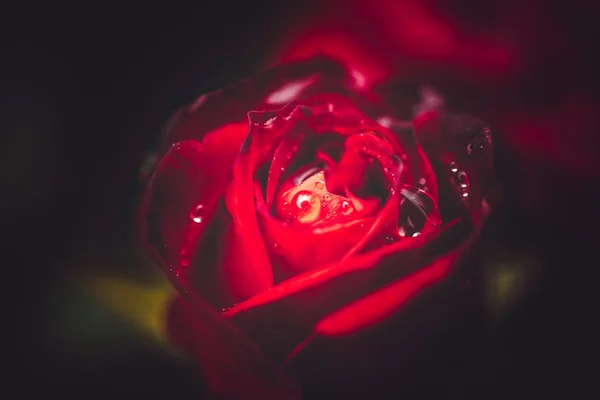 Fleurs Dans Nature Pendant Journée — Photo