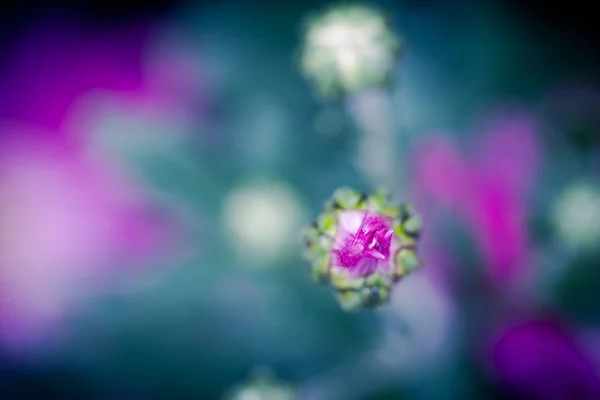 Flowers Nature Daytime — Stock Photo, Image