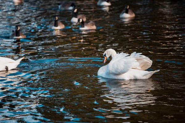 Svanar Flock Sjön Dagtid — Stockfoto