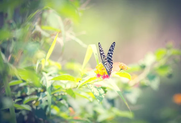 Prachtige Vlinder Overdag Buitenshuis — Stockfoto