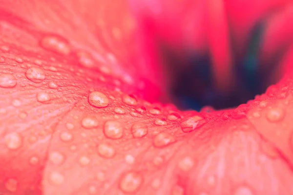 Fleurs Dans Nature Pendant Journée — Photo