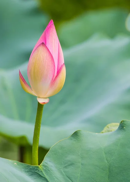 ピンクの水ユリの花 — ストック写真