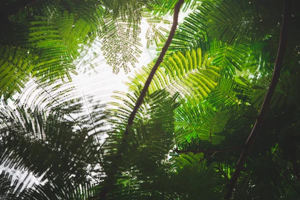 Hojas Verdes Contra Cielo Azul — Foto de Stock