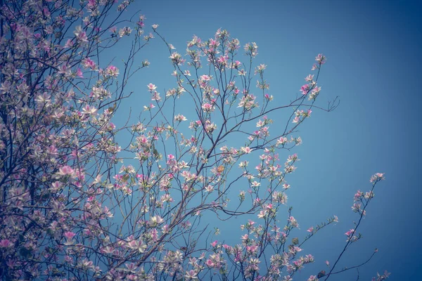 Kukkiva Puu Päivällä Vastaan Sininen Taivas — kuvapankkivalokuva