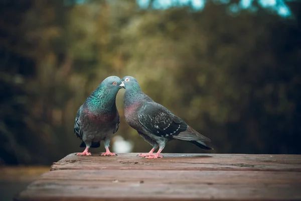 Tauben Tagsüber Freien — Stockfoto